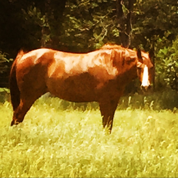 Meet your Posher, Carole anne - Picture 1 of 1